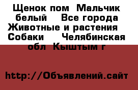 Щенок пом. Мальчик белый  - Все города Животные и растения » Собаки   . Челябинская обл.,Кыштым г.